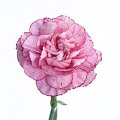 Dianthus Dark Tempo